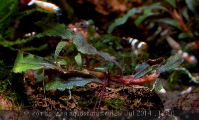 Буцефаландра (Bucephalandra sp. Kudangan)