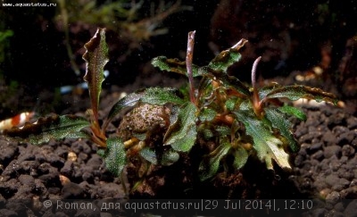 Буцефаландра (Bucephalandra sp. Kudangan)