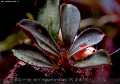 Буцефаландра (Bucephalandra sp. Lanjak Entimau)