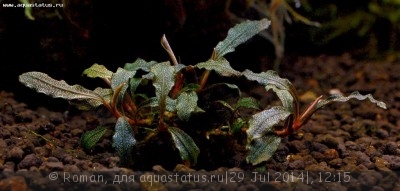 Буцефаландра (Bucephalandra sp. Mini Purple Lamandau)