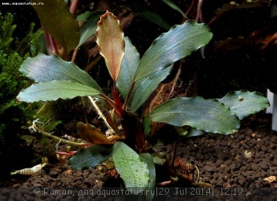 Буцефаландра (Bucephalandra sp. Narcissus 2)