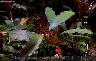 Фото Буцефаландра Bucephalandra sp. Narcissus 2  (photo#57148)