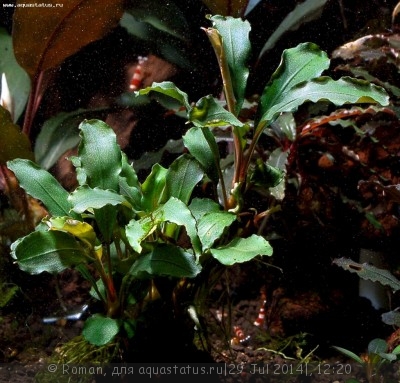 Фото Буцефаландра Bucephalandra sp. Narrow Leaf Sintang  (photo#57149)