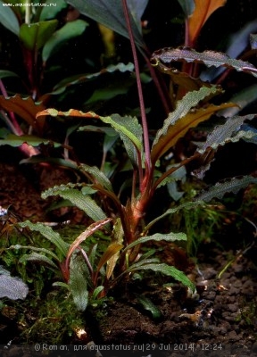 Фото Буцефаландра Bucephalandra sp. Poring C, Daerah Malawi  (photo#57153)