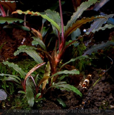 Фото Буцефаландра Bucephalandra sp. Poring C, Daerah Malawi  (photo#57155)