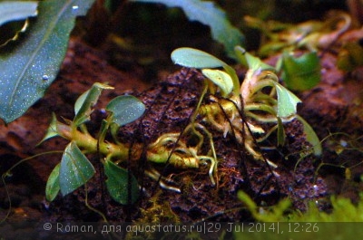 Буцефаландра (Bucephalandra sp. pygmae Rajang)