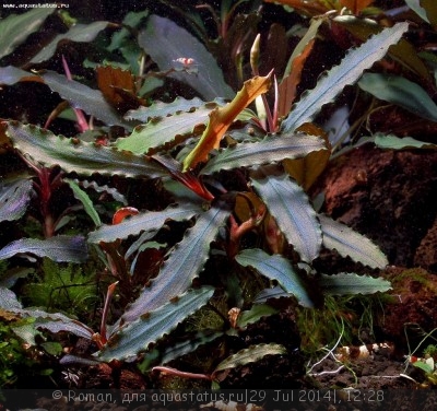 Фото Буцефаландра Bucephalandra sp. Red Gaia Melawi, West Kalimantan  (photo#57157)