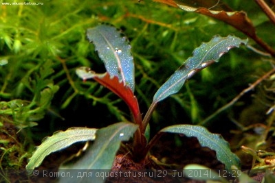 Фото Буцефаландра Bucephalandra sp. S11 Melawi, West Kalimantan  (photo#57158)