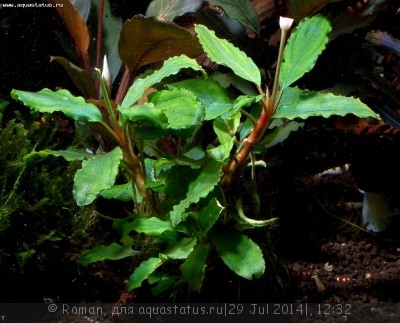 Фото Буцефаландра Bucephalandra sp. Shine Green, Sokan 4  (photo#57161)