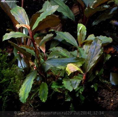 Фото Буцефаландра Bucephalandra sp. Silver Powder, West Kalimantan  (photo#57163)