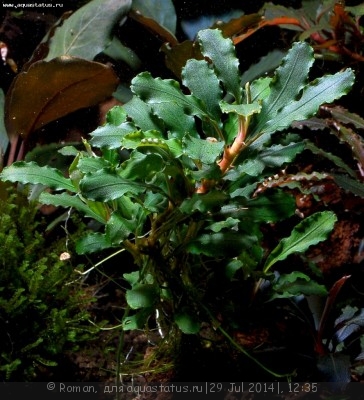 Фото Буцефаландра Bucephalandra sp. Sintang 2006 West Kalimantan  (photo#57165)