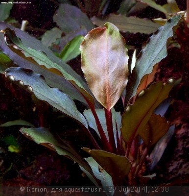 Буцефаландра (Bucephalandra sp. Theia 1)