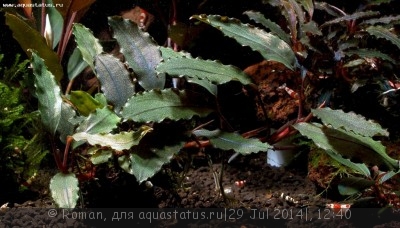 Фото Буцефаландра Bucephalandra sp. Theia 2  (photo#57169)