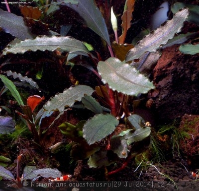 Фото Буцефаландра Bucephalandra sp. Theia 2  (photo#57170)