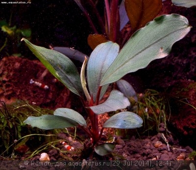 Фото Буцефаландра Bucephalandra sp. Theia 6  (photo#57171)