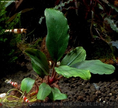 Буцефаландра (Bucephalandra sp. Theia 5)