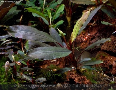 Фото Буцефаландра Bucephalandra sp. Ulysses, Central Kalimantan  (photo#57174)