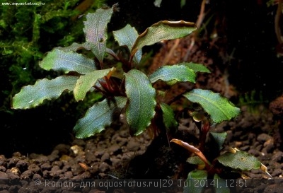 Буцефаландра (Bucephalandra sp. Violet)