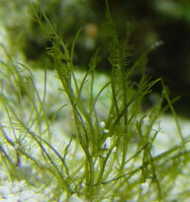 Морская водоросль Bryopsis plumosa