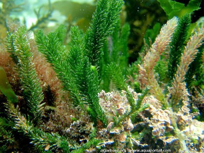 Морская водоросль Caulerpa brownii