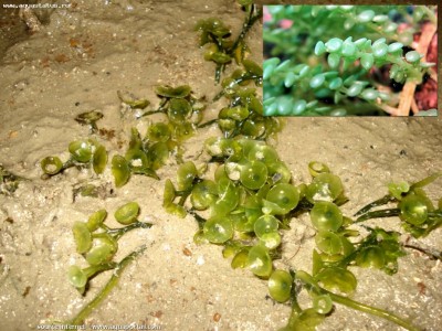 Морская водоросль Caulerpa peltata