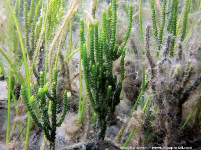 Морская водоросль Caulerpa cupressoides