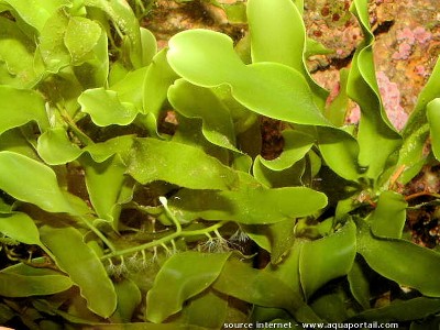 Морская водоросль Caulerpa prolifera