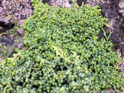 Морская водоросль Caulerpa racemosa