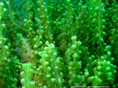 Морская водоросль Caulerpa racemosa var. cylindracea