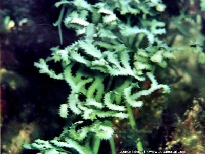 Фото Морская водоросль Caulerpa serrulata (photo#57255)