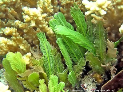 Фото Морская водоросль Caulerpa sertularioides (photo#57256)