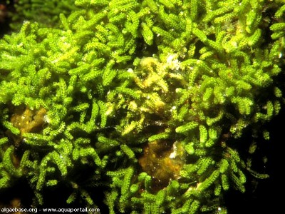 Фото Морская водоросль Caulerpa webbiana (photo#57258)