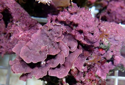 Фото Морская водоросль Coralline (photo#57264)