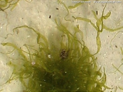 Морская водоросль Enteromorpha flexuosa