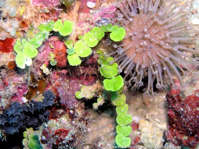 Морская водоросль Halimeda copiosa