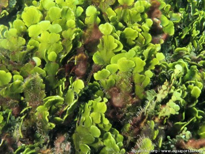 Фото Морская водоросль Halimeda discoidea (photo#57275)