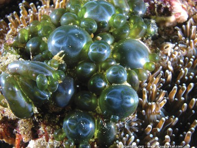 Морская водоросль Valonia macrophysa