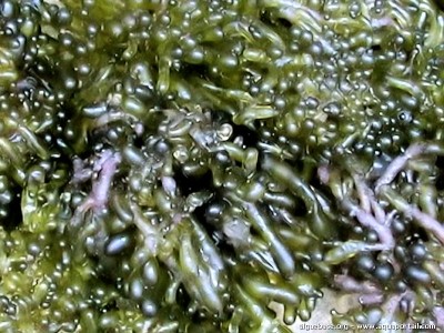 Морская водоросль Valonia utricularis