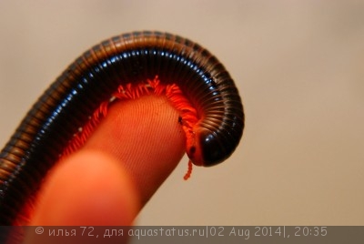 Кивсяк красноногий африканский (эфиболюс) (Ephibolus pulchripes)