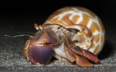 Фото Рак-отшельник ценобита Coenobita clypeatus Hermit crab  (photo#57333)