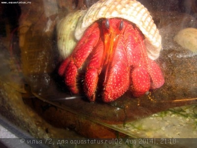 Фото Рак-отшельник гигантский Coenobita sp. Hermit crab Monster size  (photo#57334)