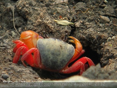 Краб наземный изменчивый (Gecarcinus variegatus Halloween Moon Crab)