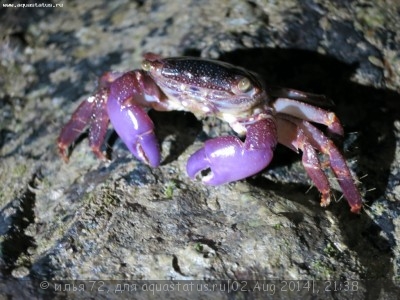 Краб лазящий пурпурнорукий (Metopograpsus sp. purple arm saw face crab)