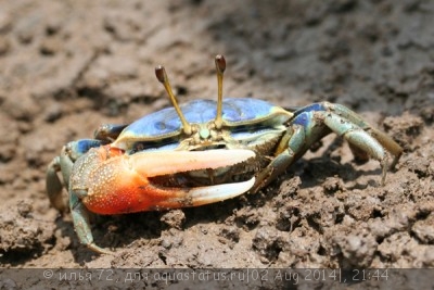 Краб манящий ука (Uca sp. commando crab)