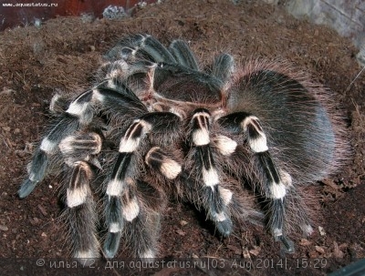 Фото Птицеед акантоскуррия геникулята Acanthoscurria geniculata  (photo#57349)