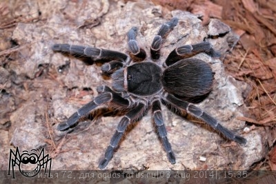 Фото Птицеед акантоскуррия инсубтилис Acanthoscurria insubtilis  (photo#57350)