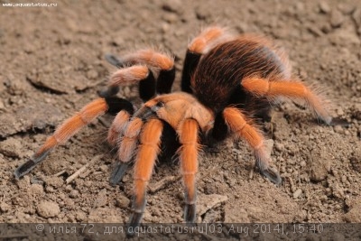 Фото Птицеед афонопельма биколоратум Aphonopelma bicoloratum  (photo#57351)