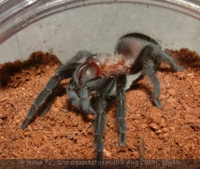 Фото Птицеед афонопельма каницепс Aphonopelma caniceps  (photo#57352)