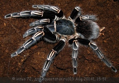 Фото Птицеед афонопельма земани Aphonopelma seemani Stripe Knee Tarantula  (photo#57353)