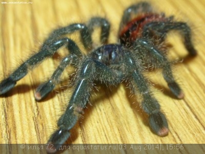 Фото Птицеед авикулярия обыкновенная Avicularia avicularia  (photo#57354)